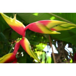 Rauliniana Citra - HP - 217